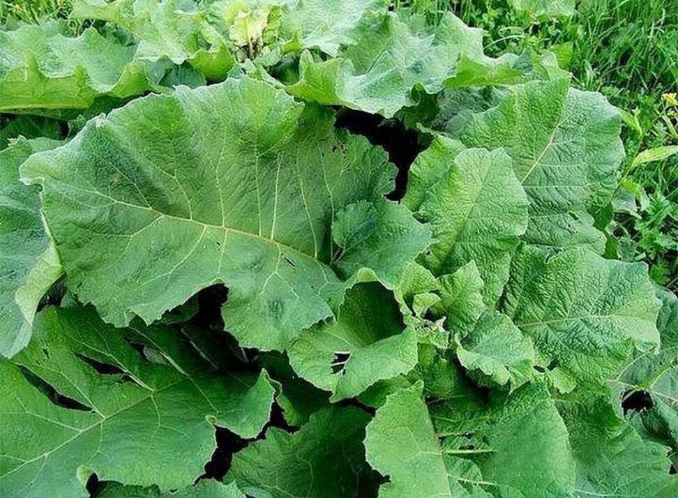 Burdock leaves a popular remedy for the treatment of varicose veins.
