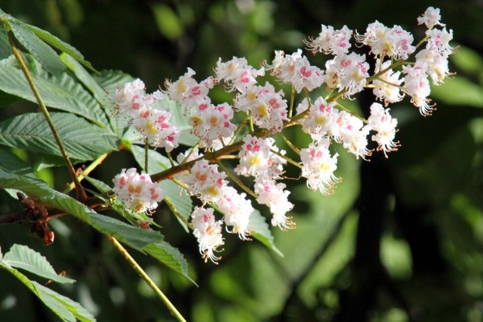 Chestnut flowers to combat varicose veins at home
