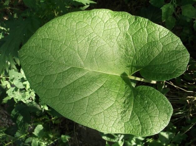 burdock leaf for the treatment of varicose veins