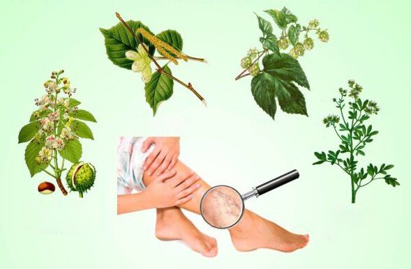Herbs for the treatment of varicose veins in the legs. 